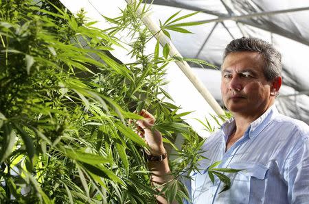 Italy's top cannabis expert, agricultural scientist Gianpaolo Grassi, inspects a Cannabis plant in a state-owned agricultural farm in Rovigo, about 60 km (40 miles) from Venice, September 22, 2014. REUTERS/Alessandro Bianchi