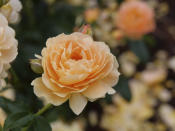 This undated photo provided by Proven Winners shows peach-toned At Last shrub roses. Nurseries and garden centers are expected to stock a plethora of similarly colored plants now that Pantone has named Peach Fuzz as its 2024 color of the year. (Proven Winners via AP)