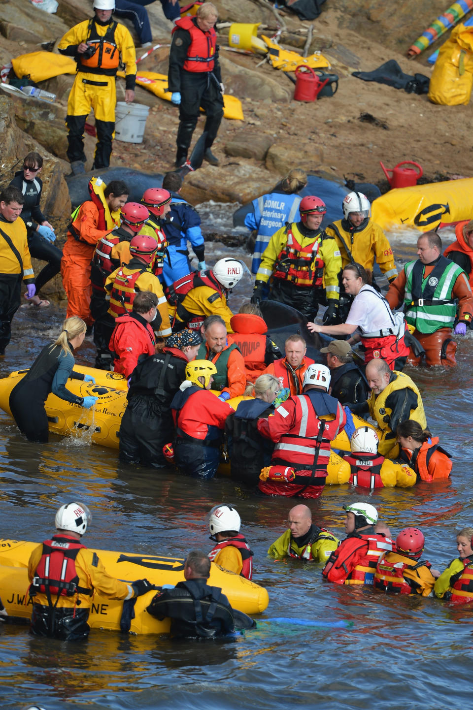 Mass Stranding of Pilot Whales - Anstruther