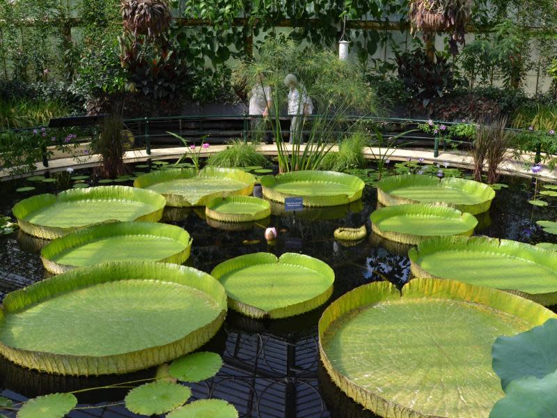 Gigantisch große Blätte - die Seerosen im Waterlily House können einen Durchmesser von zwei Metern haben. Foto: Andreas Heimann