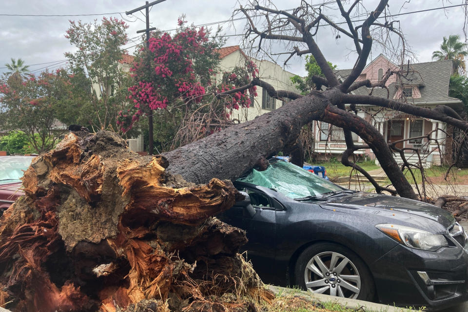 Un árbol yace sobre un automóvil luego del paso de la tormenta tropical Hilary, el 21 de agosto de 2023, en Los Ángeles. (Foto AP /Stefanie Dazio)