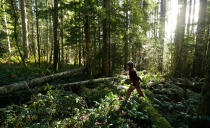 <p>Paula Swedeen, a forest policy specialist for the Washington Environmental Council, walks through forest land adjacent to Mount Rainier National Park on Monday, Nov. 23, 2015, near Ashford, Wash. The land is part of a new project of 520 acres on private timberland that allows the private nonprofit Nisqually Land Trust to sell so-called “carbon credits” to individuals and companies – including Microsoft Corp. – who are hoping to offset their carbon footprints. (AP Photo/Ted S. Warren) </p>