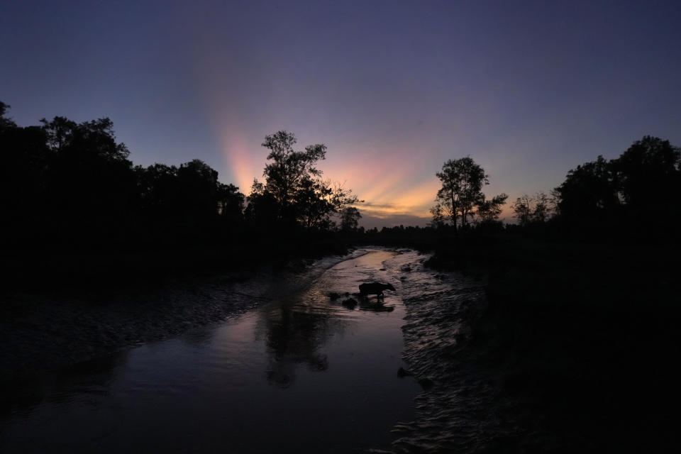 Buffaloes walk inside a stream in the community of Sao Pedro, at the point where the river meets the sea at Bailique, in the Bailique Archipelago, district of Macapa, state of Amapa, northern Brazil, Sunday, Sept. 11, 2022. The advance of seawater typically occurs in Bailique during the dry season when the Amazon River’s flow diminishes. (AP Photo/Eraldo Peres