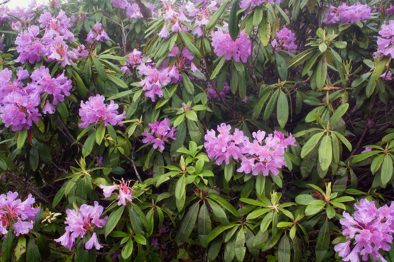 Rhododendron ponticum is striking, but can dominate other plants