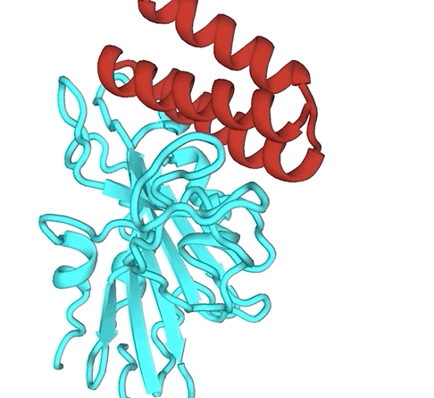 A rendering of a molecule created to bind to a coronavirus spike protein.