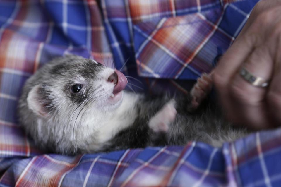 In this Wednesday, Dec. 19, 2012 photo, a ferret lies in the crook of his owners' arm while its belly is scratched, in La Mesa, Calif. Ferret ownership is illegal in California. But ferret fans argue that the foot-long domesticated creatures make excellent pets and shouldn’t be regulated by wildlife agencies as such. (AP Photo/Lenny Ignelzi)