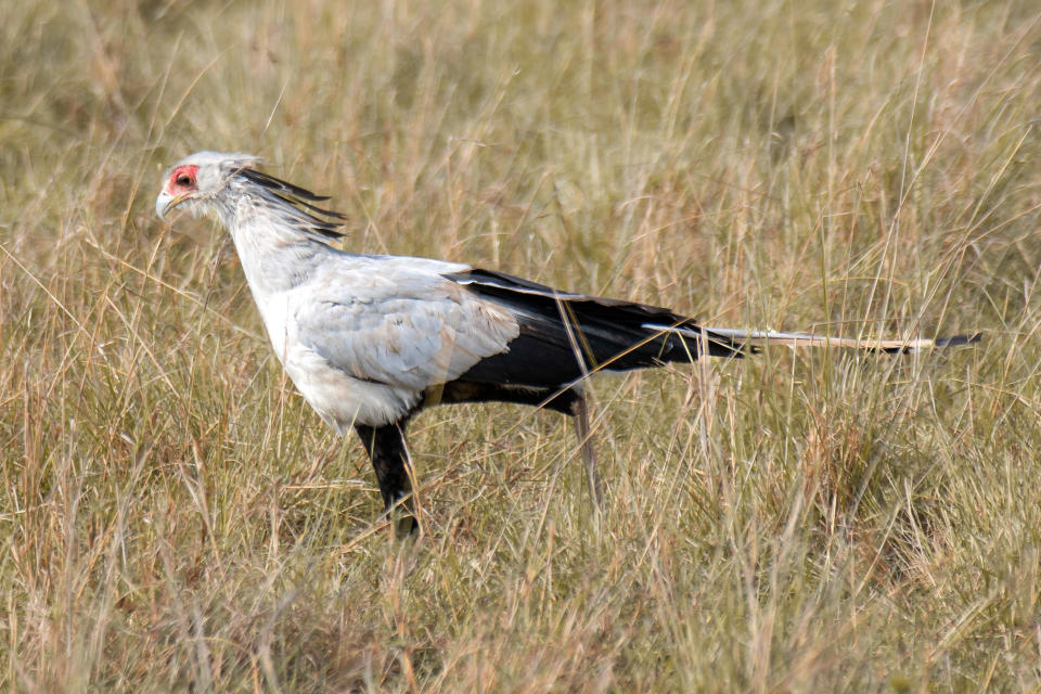 Secretarybird portrait, Masai Mara National Park, Kenya, Africa. / Credit: Leonardo Mangia/REDA&CO/Universal Images Group via Getty Images