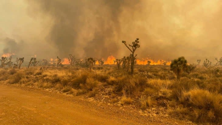 Orange flames burn in a desert landscape dotted with Joshua trees.