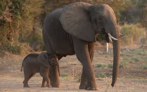 Growing elephant numbers and dwindling resources are creating a bitter interspecies conflict - Credit: Eddie Mulholland&nbsp;