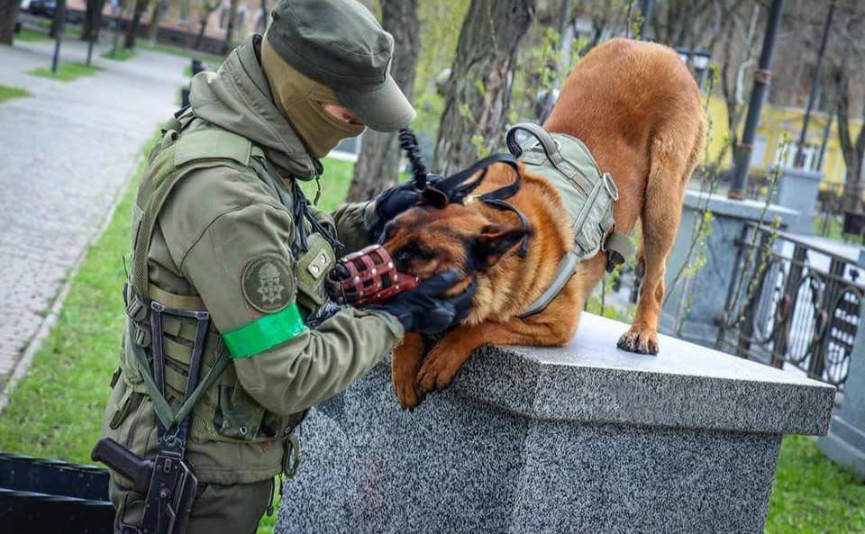 改投身烏克蘭軍隊效力的軍犬Max（右），在烏克蘭國民警衛隊服役，如魚得水。   圖：翻攝自Proud Ukraine推特