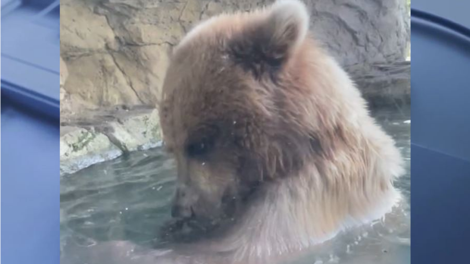 <div>Juniper, a brown bear at Seattle's Woodland Park Zoo.</div>