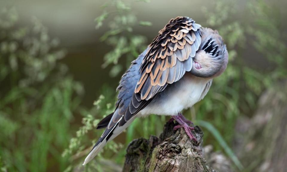 European turtle dove