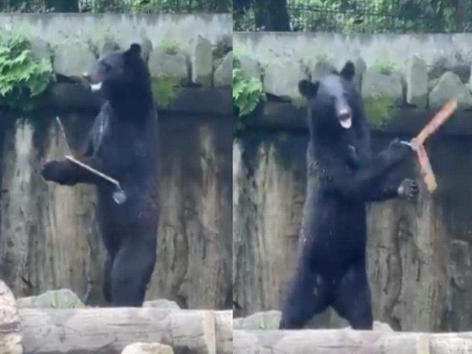 <p>日本一隻黑熊擅長玩雙節棍（圖／twitter@shirokumaroko）</p>
