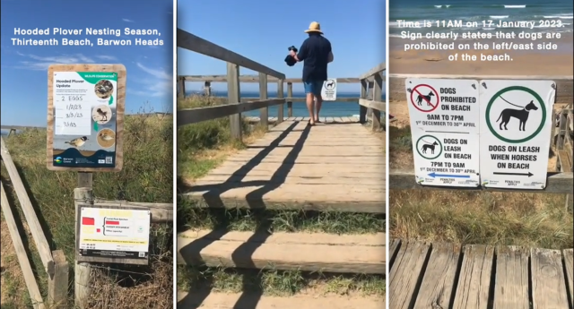 Three images showing hooded plover and dog restriction signs.