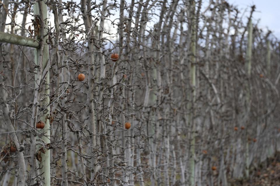 A fruit orchard owned by Sandher Fruit Packers sits in Kelowna, British Columbia, on Feb. 8, 2024. The fruit growing company is developing an orchard near a key wildlife corridor that ribbons around the Okanagan Mountain Provincial Park and Kalamalka Lake Provincial Park. (Aaron Hemens/IndigiNews via AP)