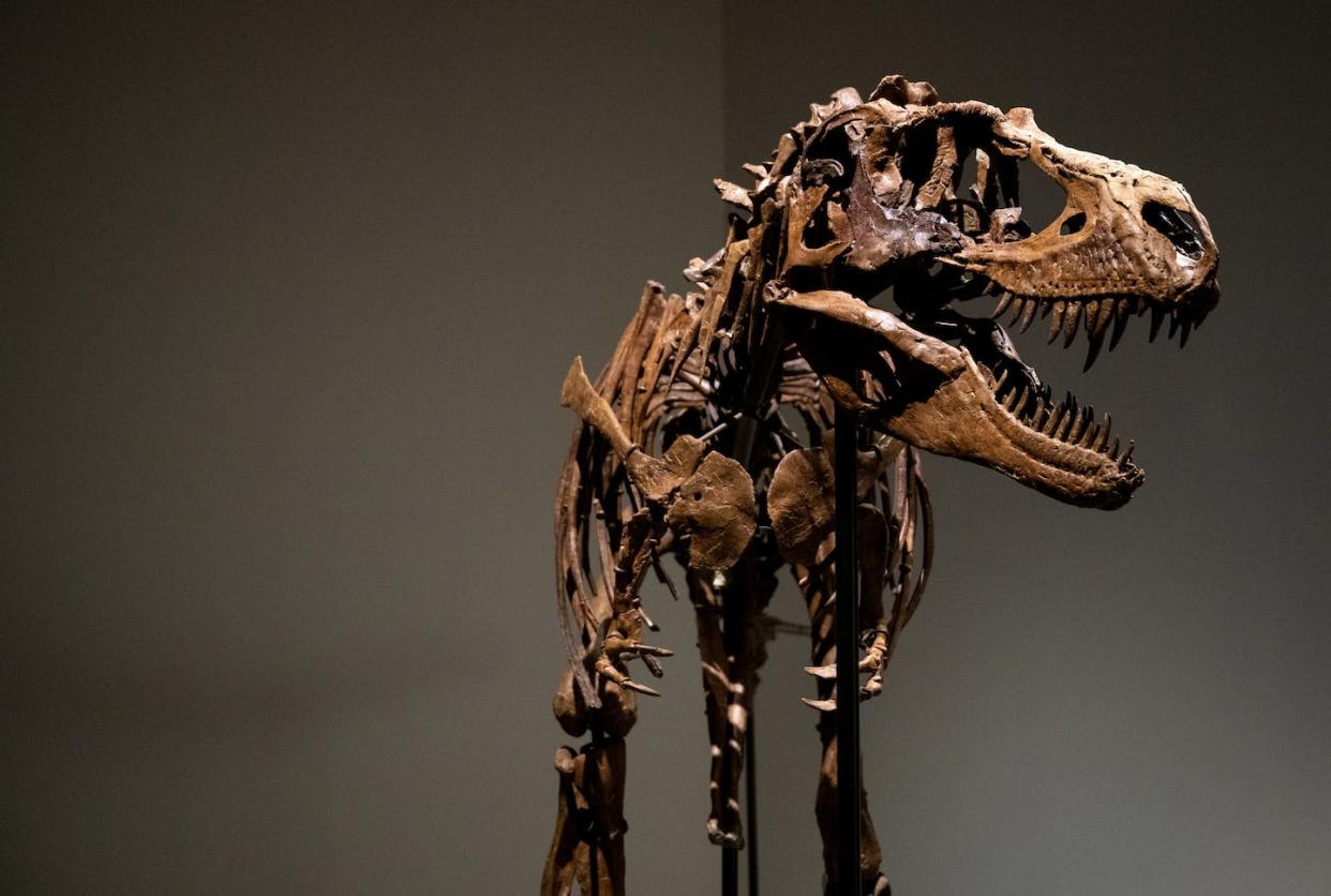 Sotheby's sold a 77 million-year-old Gorgosaurus skeleton for over $6 million in July 2022. <a href="https://www.gettyimages.co.uk/detail/news-photo/gorgosaurus-skeleton-is-on-display-during-a-press-preview-news-photo/1406957644?adppopup=true" rel="nofollow noopener" target="_blank" data-ylk="slk:Alexi Rosenfeld/Getty Images;elm:context_link;itc:0;sec:content-canvas" class="link ">Alexi Rosenfeld/Getty Images</a>