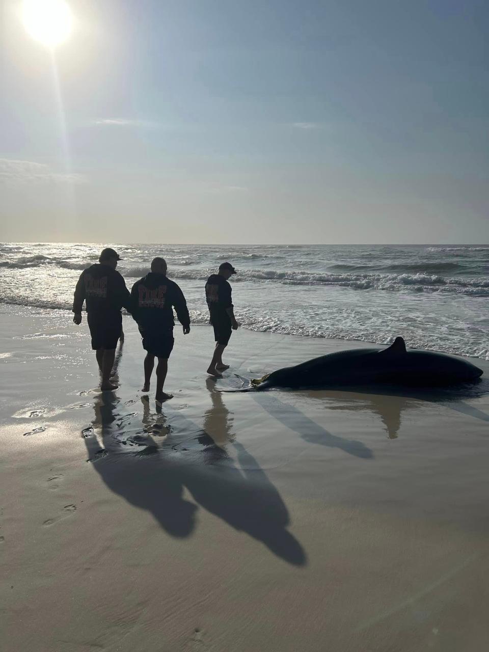 A deceased, pregnant great white shark, estimated to be between 13 and 15 feet long, washed ashore Navarre Beach Friday morning.