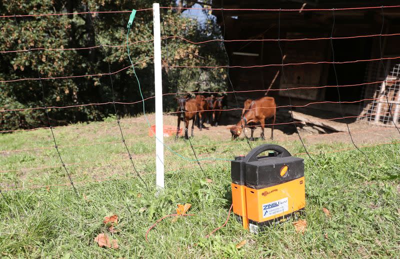 Goats are seen behind an electric protection fence near Ilanz