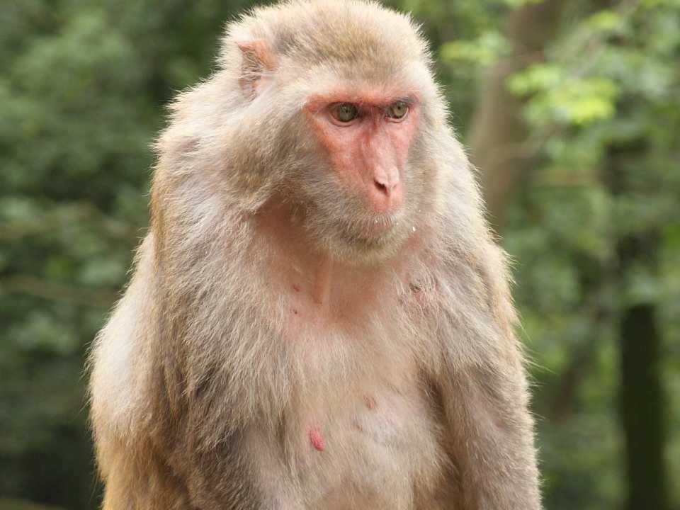 Rhesus Macaque