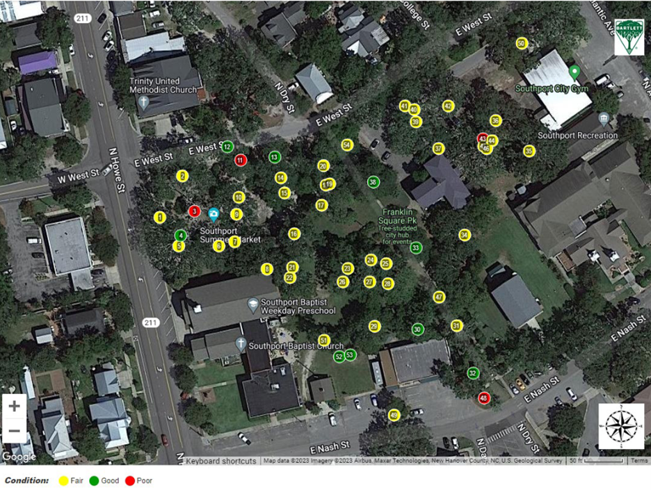 A graphic notes the trees in Southport's Franklin Square Park and their condition.