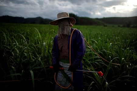 Yan Wenliu sprays pesticides at a sugar cane field at a village in Menghai county