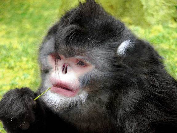 A previously unknown type of snub-nosed monkey, discovered in northern Myanmar and dubbed <em>Rhinopithecus strykeri</em>, has a nose so upturned that the animals sneeze audibly when it rains. To avoid inhaling water, the monkeys supposedly sit