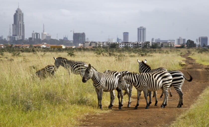 In this photo taken Thursday, July 30, 2015, the city skyline is seen behind a group of zebras in the Nairobi National Park in Nairobi, Kenya. In Nairobi National Park, lions, rhinos and other animals roam just six miles (10 kilometers) from downtown Nairobi, but the carefully managed co-existence of wildlife and city life is constantly vulnerable to the pressures of urban expansion. (AP Photo/Khalil Senosi)
