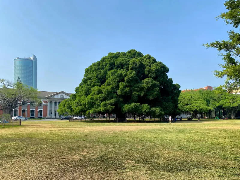 ▲成大榕園。（圖／翻攝台南式粉專）