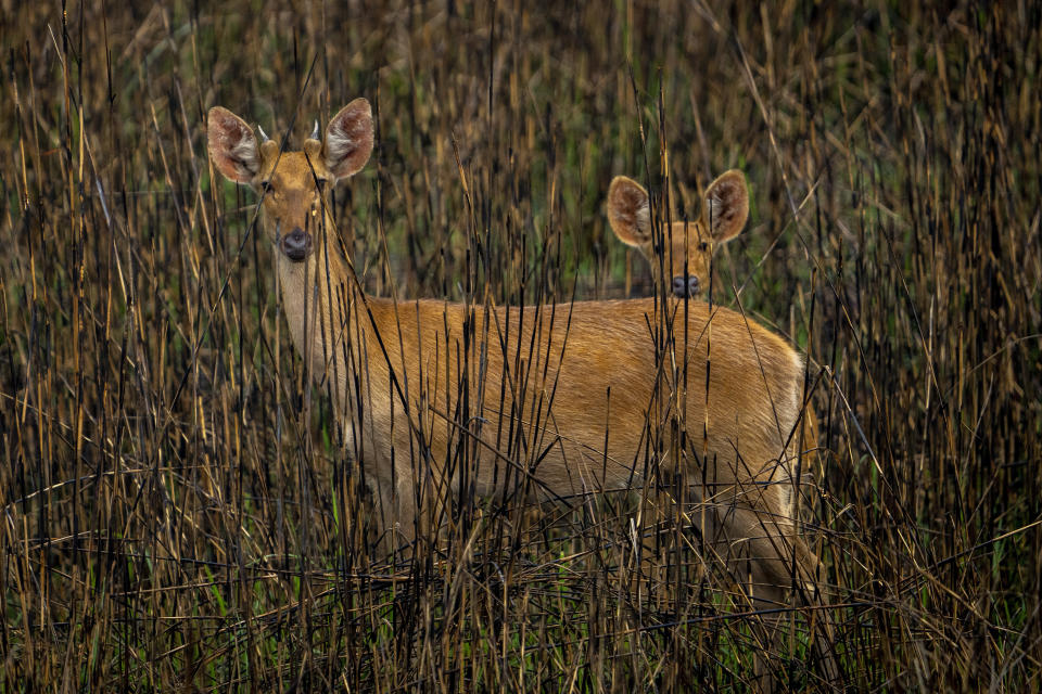 Swamp deer look at forest officials and enumerators on a census exercise to count one-horned rhinoceros' in Kaziranga national park, in the northeastern state of Assam, India, Saturday, March 26, 2022. Nearly 400 men using 50 domesticated elephants and drones scanned the park’s 500 square kilometers (190 square miles) territory in March and found the rhinos' numbers increased more than 12%, neutralizing a severe threat to the animals from poaching gangs and monsoon flooding. (AP Photo/Anupam Nath)