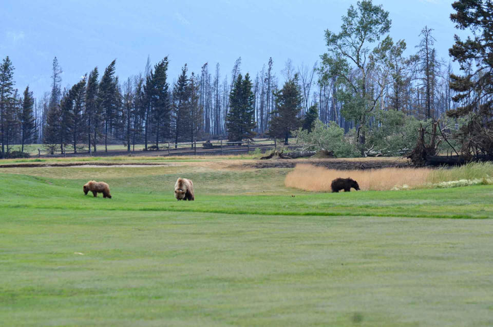 Grizzly sow 222 walks with her two cubs on the grounds of the Fairmont Jasper Park Lodge Golf Course after a wildfire sweeping through Alberta's mountainous Jasper National Park left charred forests near the town of Jasper, Alberta, Canada July 26, 2024. / Credit: Parks Canada/Handout via REUTERS