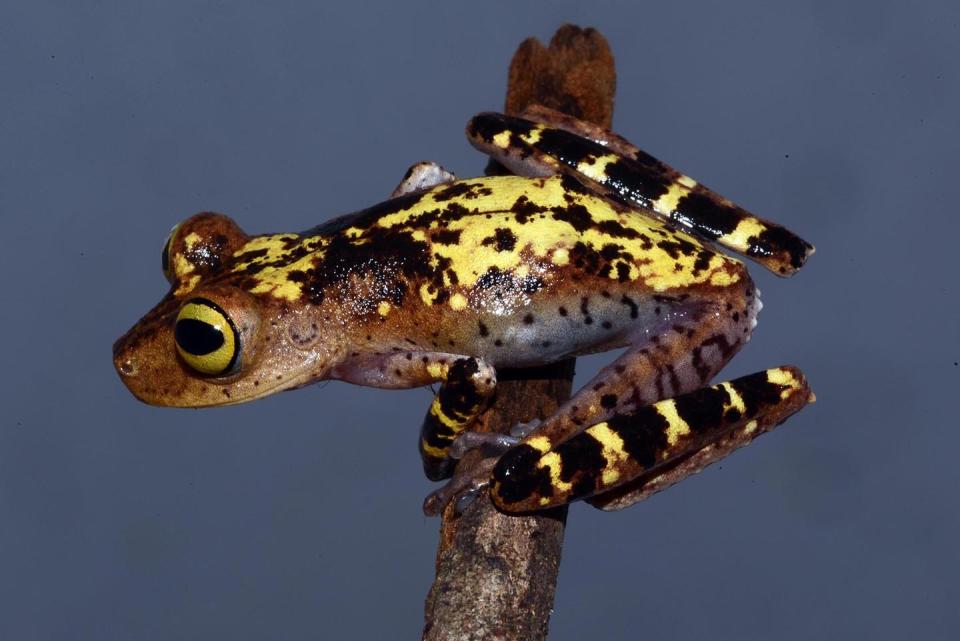 Boana Roraima treefrog, on Bruce Means' expedition into the wilds of the Guiana Highlands, a vast, rain-forested and mountainous region that links Venezuela, Brazil and Guyana.