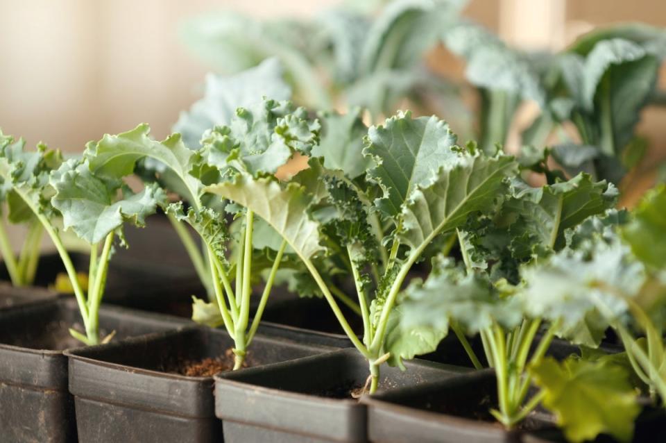 Young kale plants in black pots