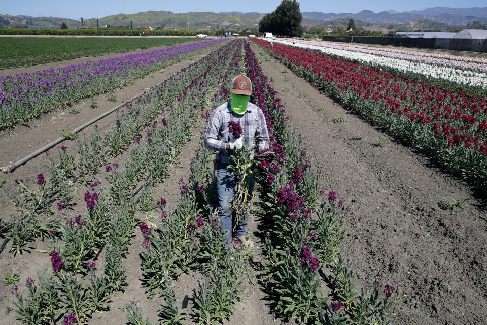 A farmworker, considered an essential worker under the current COVID-19 guidelines, covers his face as he works at a flower farm in Santa Paula, Calif.