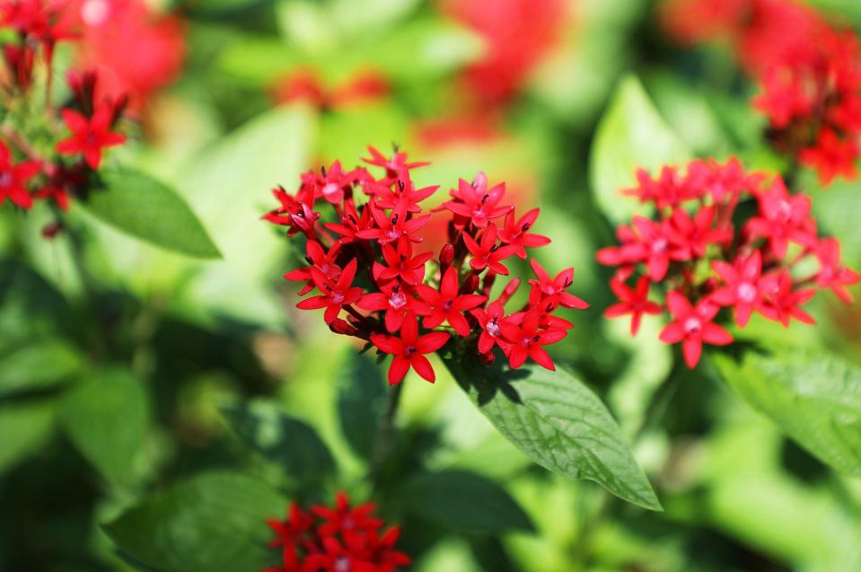 red pentas