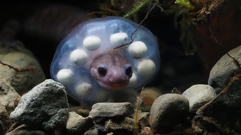 阿里山山椒魚護卵超萌  卵串套頭如波堤獅 玉山國家公園管理處指出，阿里山山椒魚分布在海拔 1997至3626公尺，分布範圍是台灣各山椒魚中最廣 的，其在護卵時，有時會出現將卵串套上頭部的行 為，藉此保護卵串，也意外造就宛如波堤獅一般的可 愛萌樣。 （玉山國家公園管理處提供） 中央社記者鄭維真傳真  113年9月27日 