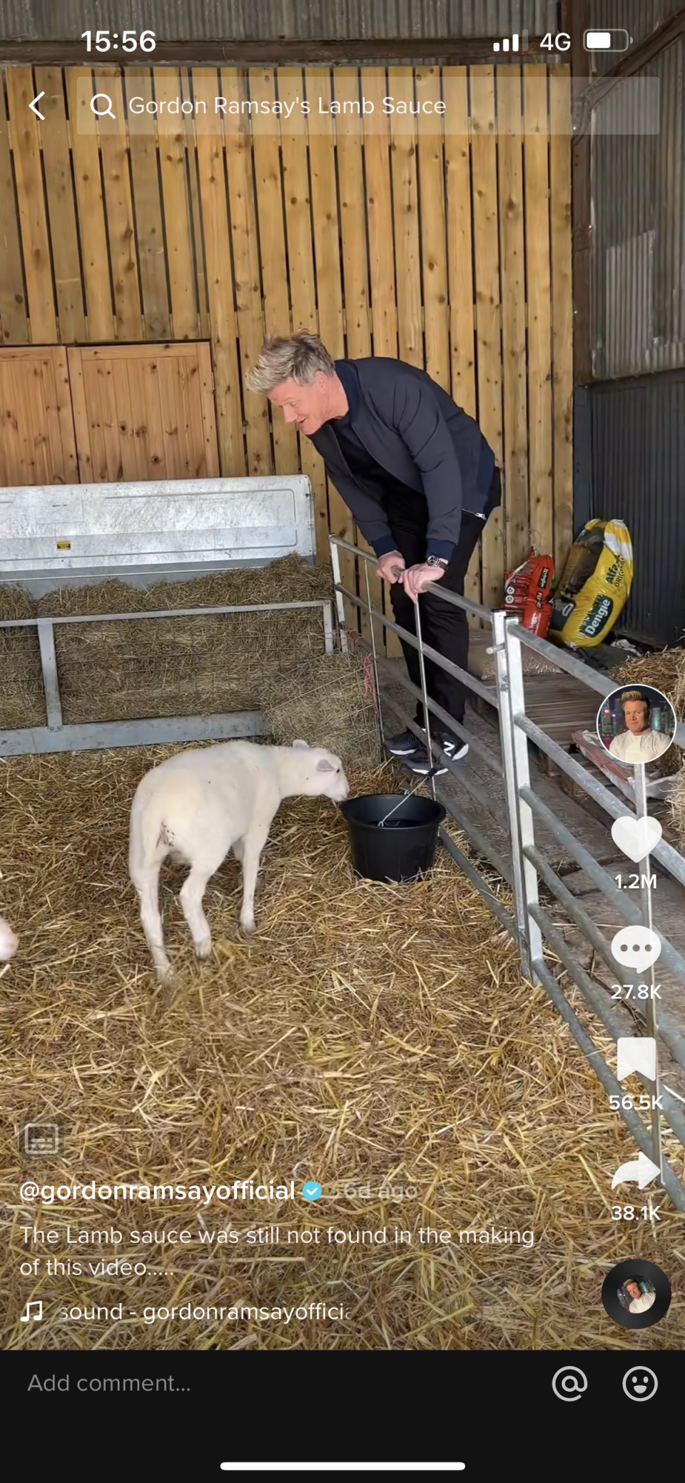 The chef gleefully goaded the lambs (Gordon Ramsay / TikTok)