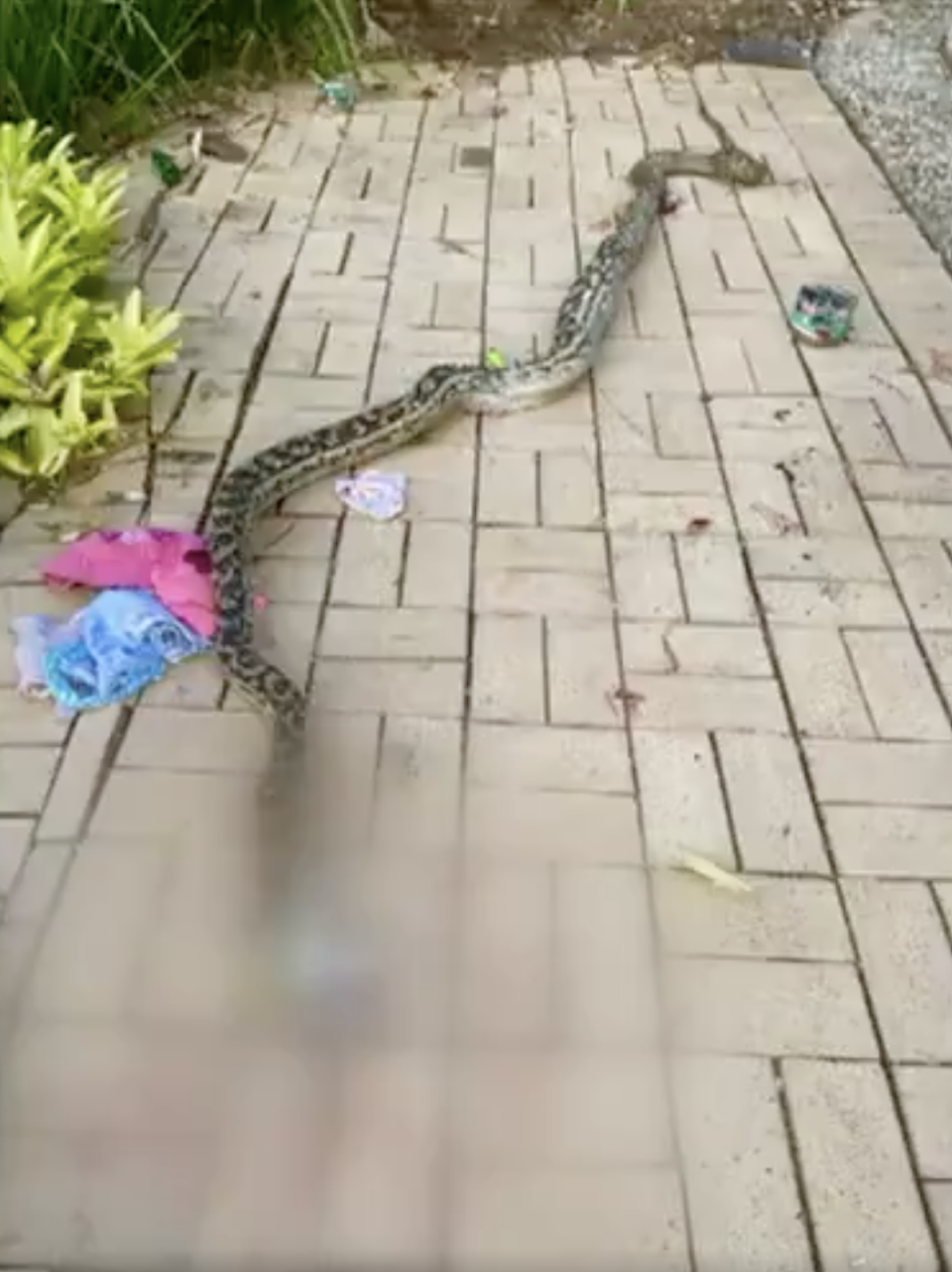 A photo of the snake after Queensland father Evan Thompson wrestled it away during an attack on his son.