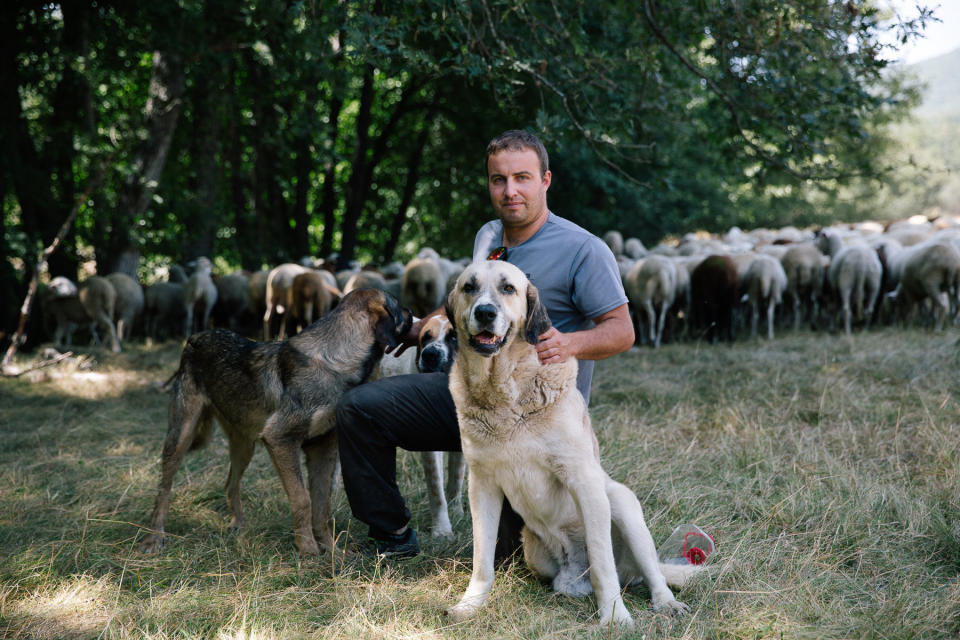 &ldquo;I know that I have to live with the wolf, because I know it will not go away,&rdquo; says Alberto Fern&aacute;ndez, a traditional shepherd. &ldquo;There are ways of living together, and with dogs, I have no problem.&rdquo; (Photo: Joseph Fox)