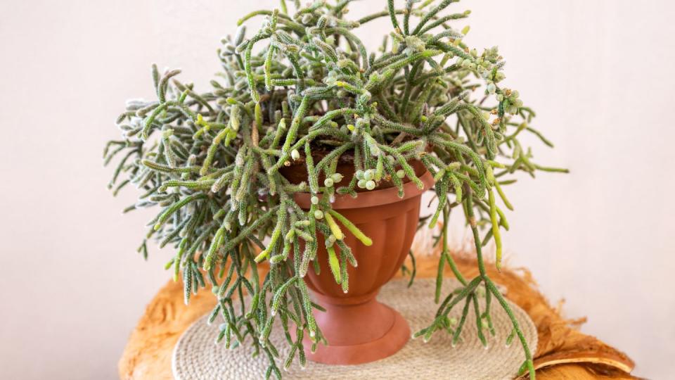 types of cactus mistletoe cactus rhipsalis horride