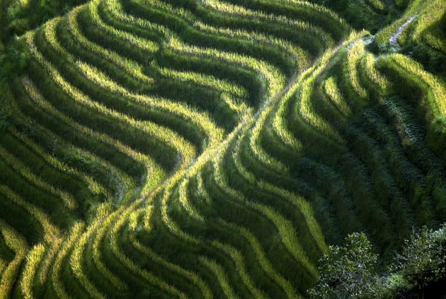 Sun falls on rice terraces near the village of Ping’an, Gangxi province, China, on September 17, 2003. <a href="http://www.theatlantic.com/photo/2016/09/the-beauty-of-terraced-fields/502058/?utm_source=yahoo" rel="nofollow noopener" target="_blank" data-ylk="slk:See more photos of terraced fields from around the world here.;elm:context_link;itc:0;sec:content-canvas" class="link ">See more photos of terraced fields from around the world here.</a> (Peter Parks / AFP / Getty)