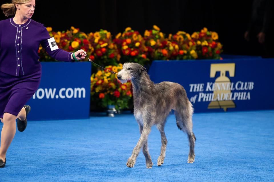 Best in show winner: Claire the Scottish Deerhound, with her handler, Angela Lloyd