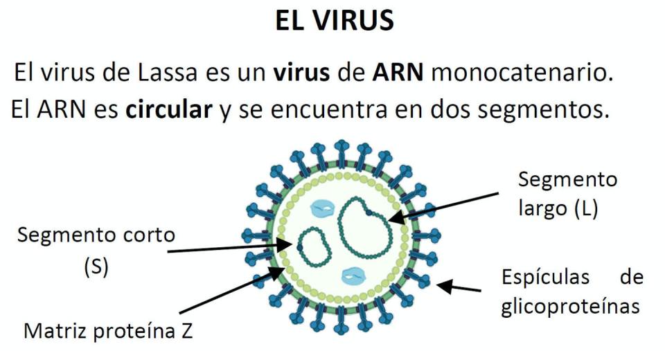 Virus de Lassa. Author provided