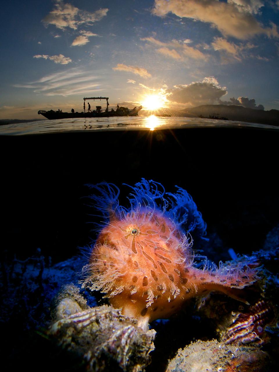 "Hairy in the Sunrise" by Enrico Somogyi. A coral reef under the surface of the water.