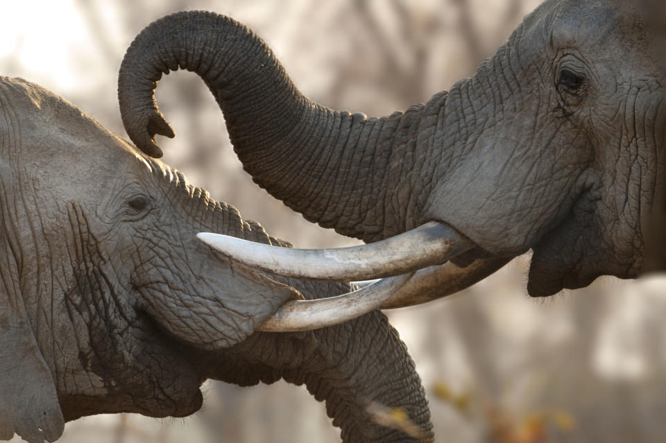 (Photo: Barcroft via Getty Images)