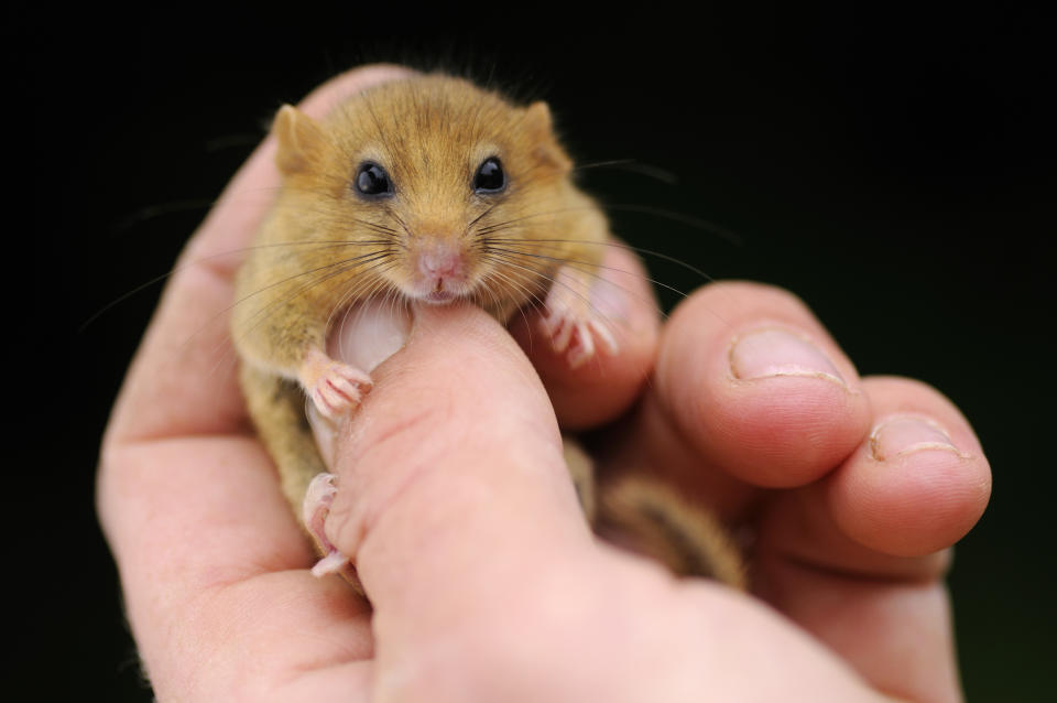 A hazel dormouse being held in a hand