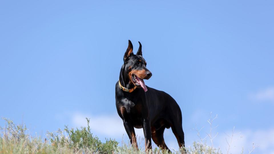 low angle view of doberman standing on hill against clear sky