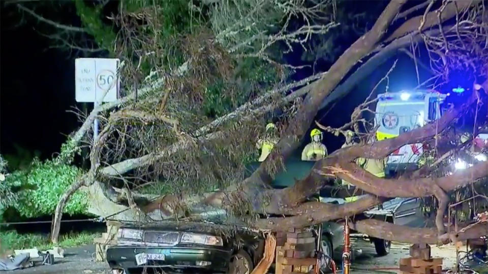 A woman has died after a tree fell onto her car in Katoomba, west of Sydney. Source: 9News