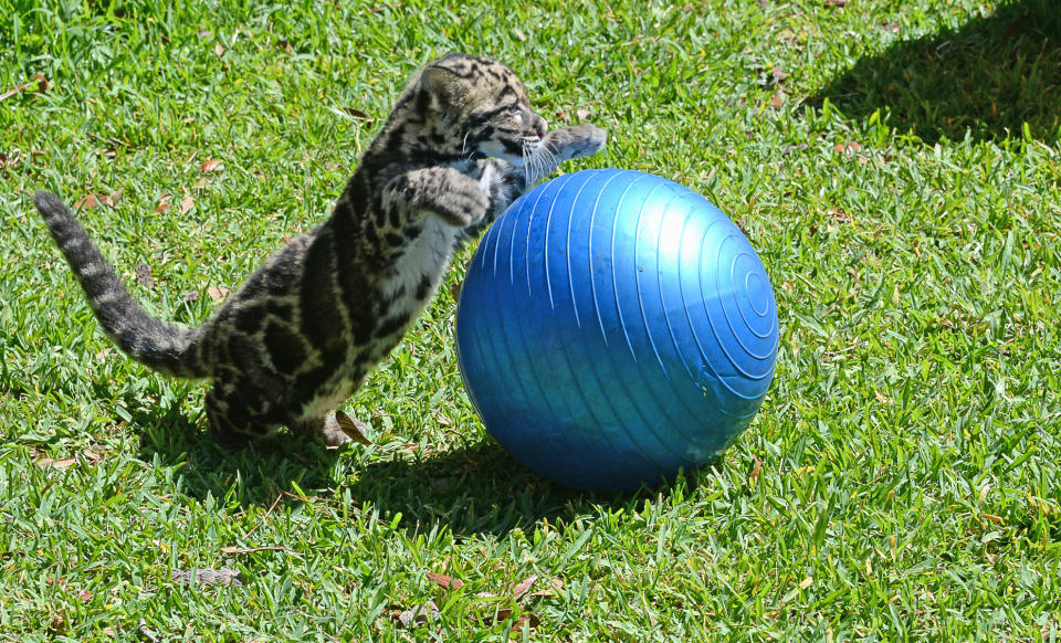 <p>Noch ist der kleine Leopard verspielt. In ein paar Jahren sieht das wahrscheinlich anders aus. (Foto: WENN) </p>