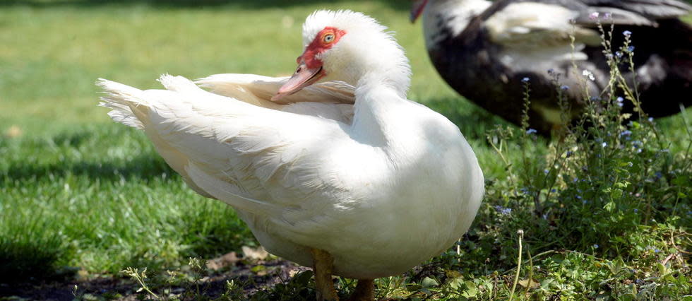 « Ce week-end, un nouveau foyer d'influenza aviaire a été découvert sur la commune de Winnezeele », a indiqué la préfecture du Nord dans un communiqué. (Photo d'illustration).
