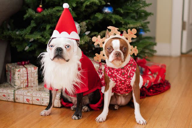 <p>Getty</p> Dogs by Christmas tree.